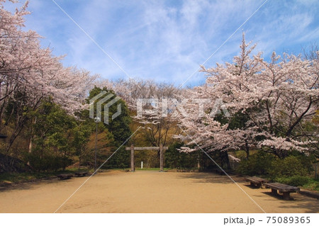 長命館公園（長命館跡）の桜　　宮城県仙台市泉区加茂 75089365