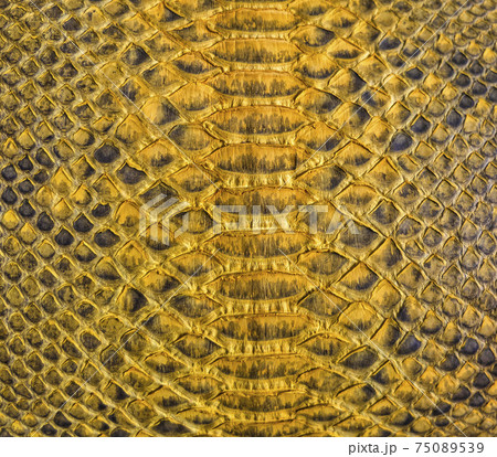 Snake skin background 75089539