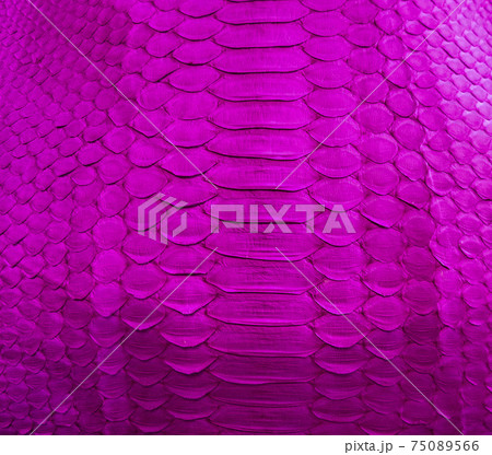 Purple snake skin background 75089566