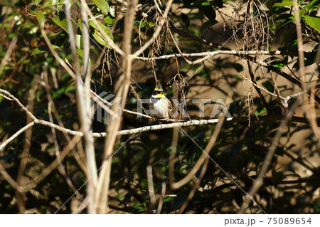 ちょっとキメ顔の暖かい止まり木のオスのミヤマホウジロ 75089654