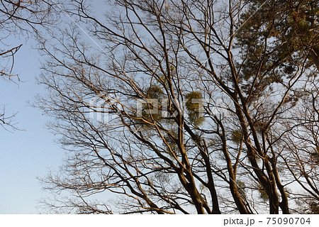 冬季に存在感のある常緑樹の宿り木 冬季に存在感のある常緑樹の宿り木 75090704