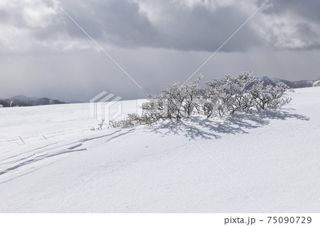 美ヶ原公園沖線沿いの雪景色 75090729