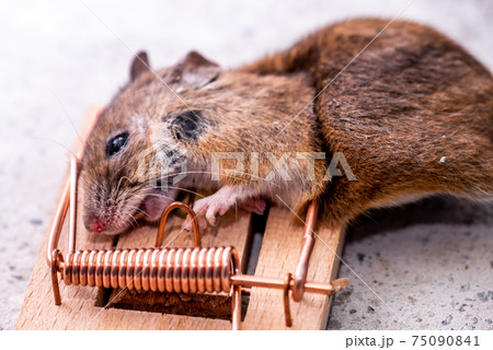 Mouse trapped in Mouse trap in the shed Mouse trapped in Mouse trap in the shed 75090841
