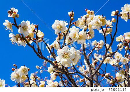 梅・春の訪れイメージ 梅・春の訪れイメージ 75091115