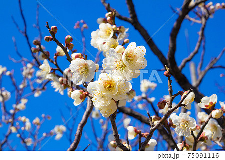 梅・春の訪れイメージ 梅・春の訪れイメージ 75091116