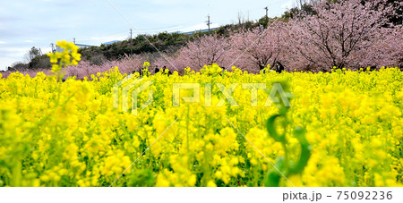 花川堤防沿いの河津桜 75092236