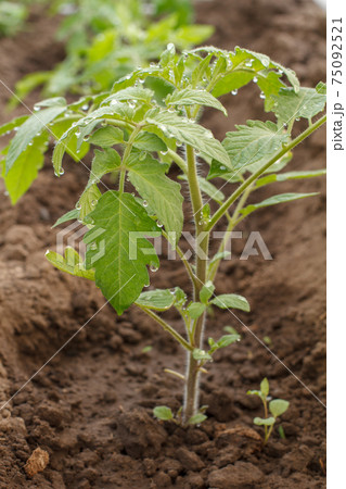 Young tomato plant on a garden bed in the morning. Young tomato plant on a garden bed in the morning. 75092521