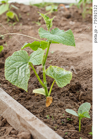 Young cucumber plant growing in a greenhouse. 75092522