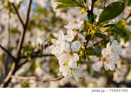 Branches of blooming cherry tree in a spring orchard. 75092700
