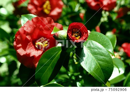 Camellia Camellia 75092906
