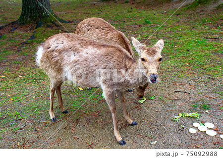 奈良】春の奈良公園 カメラ目線の鹿（冬毛）の写真素材 [75092988] - PIXTA