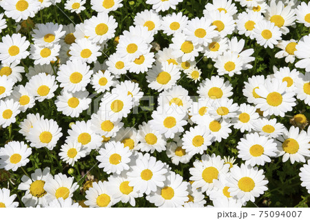 ノースポール 75094007