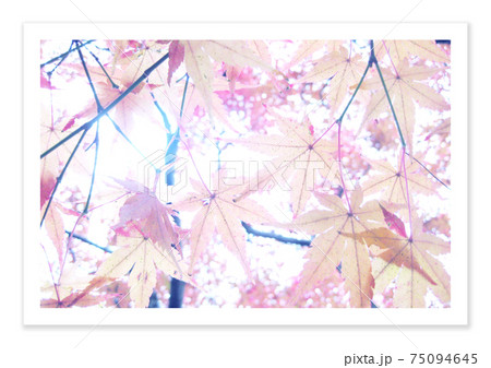 フィルム写真　紅葉 75094645