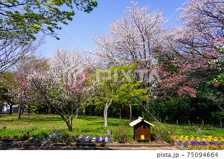 春の公園「神奈川県立四季の森公園」桜の花 75094664