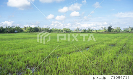 ベトナム・ホイアン 郊外の水田 75094712