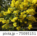 満開のミモザの花 75095151