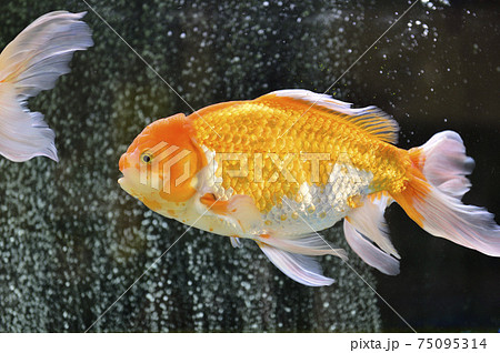 金魚 金魚 75095314