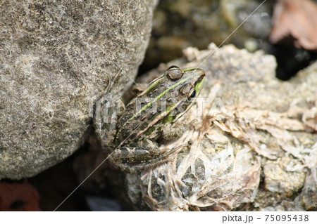 蛙 75095438