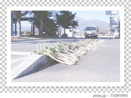Film photo Roadside green onions Film photo Roadside green onions 75095993