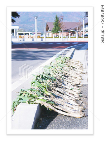フィルム写真 道端のネギ フィルム写真 道端のネギ 75095994