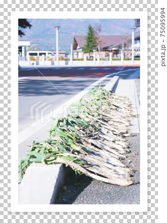 フィルム写真 道端のネギ フィルム写真 道端のネギ 75095994