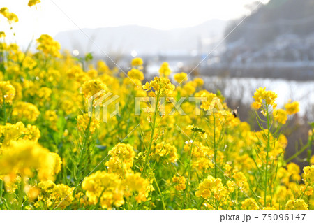 菜の花 75096147