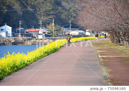 菜の花 菜の花 75096160
