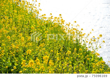 菜の花 菜の花 75096169