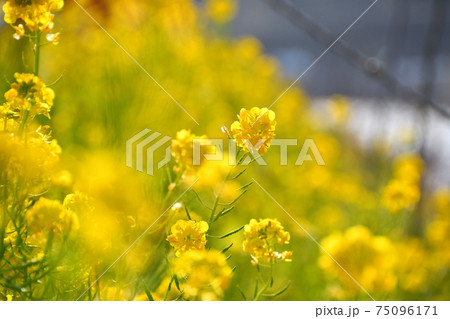 菜の花 75096171