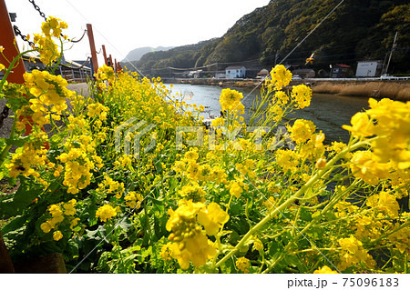 菜の花 菜の花 75096183