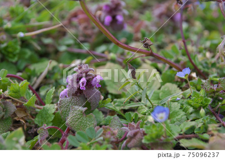 ヒメオドリコソウ 75096237