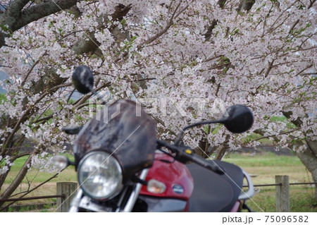 バイクと桜 75096582