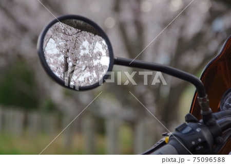 バイクと桜 75096588