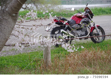 バイクと桜 75096594