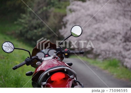 バイクと桜 75096595
