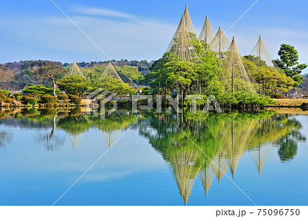 【石川県】晴天下の兼六園　雪吊唐崎松 75096750