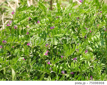 カラスノエンドウ（野草） 75096908