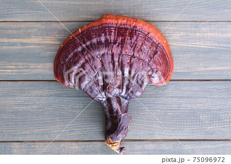 Ganoderma lucidum mushroom on wood table Ganoderma lucidum mushroom on wood table 75096972