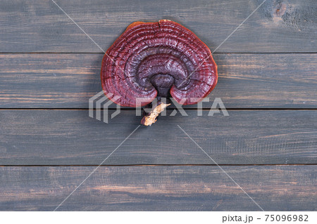 Close up of Ling zhi mushroom on wood table Close up of Ling zhi mushroom on wood table 75096982