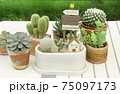 Mix of cactus and succulent plant arrangement with house mini figure terrarium 75097173