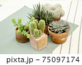 Mix of cactus and succulent plant pots on table clothes background 75097174