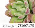 Close up of green with red margin echeveria succulent plant white background 75097175