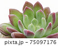 Close up of green with red margin echeveria succulent plant white background 75097176