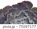 Close up of curly purple echeveria succulent leaves, background 75097177
