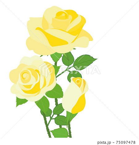黄色いバラの花 フレーム 背景素材のイラスト素材