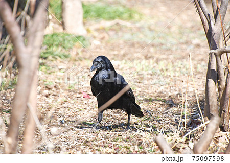 カラスの画像素材 ピクスタ