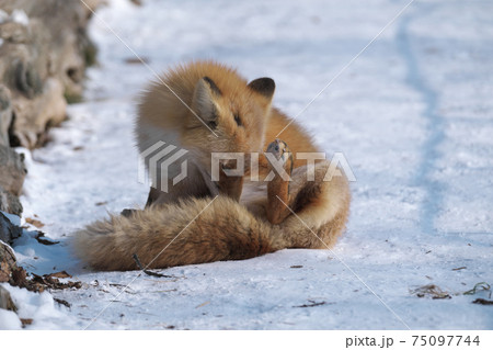 毛繕いをするキタキツネ 75097744