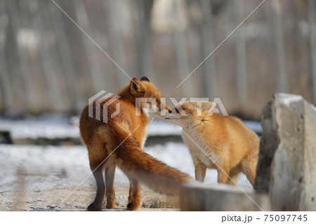 哀愁ただようキタキツネ 75097745