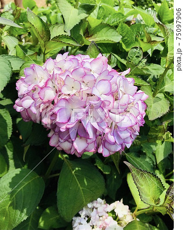 紫陽花 アジサイ あじさい 75097906