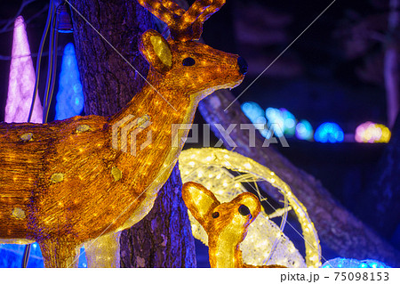 鶴ヶ城 イルミネーション カラーライトアップ 鶴ヶ城 イルミネーション カラーライトアップ 75098153